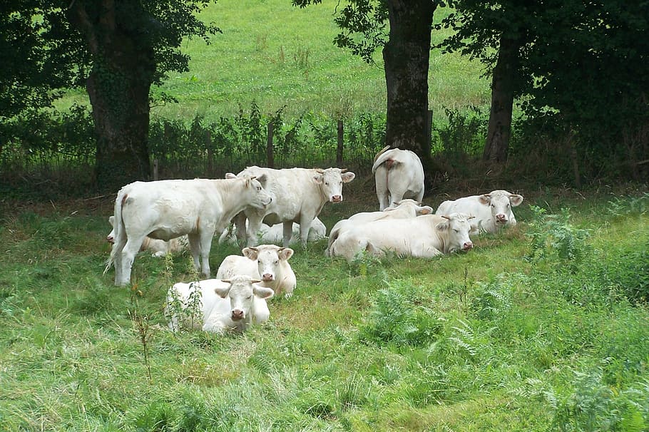 cows, field, herd, cattle, plant, tree, mammal, domestic, group of animals HD wallpaper
