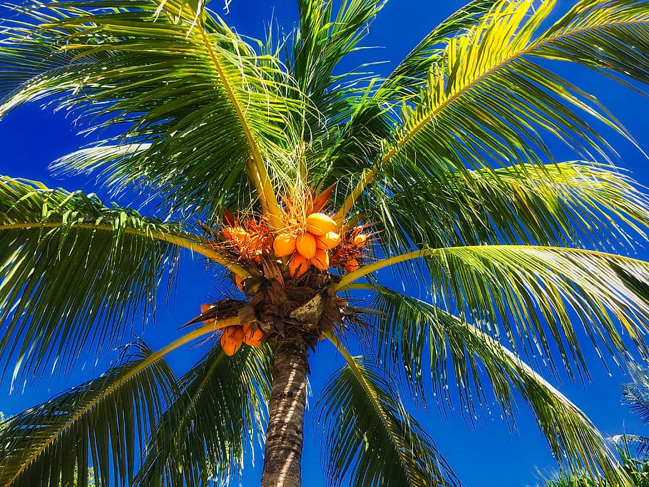 HD wallpaper: exotica, palma, koksy, coconut tree, sky, palm tree ...