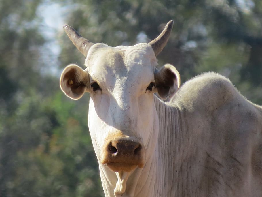 boi, farm, animal, cattle, veal, rural, meat, field, creation, HD wallpaper