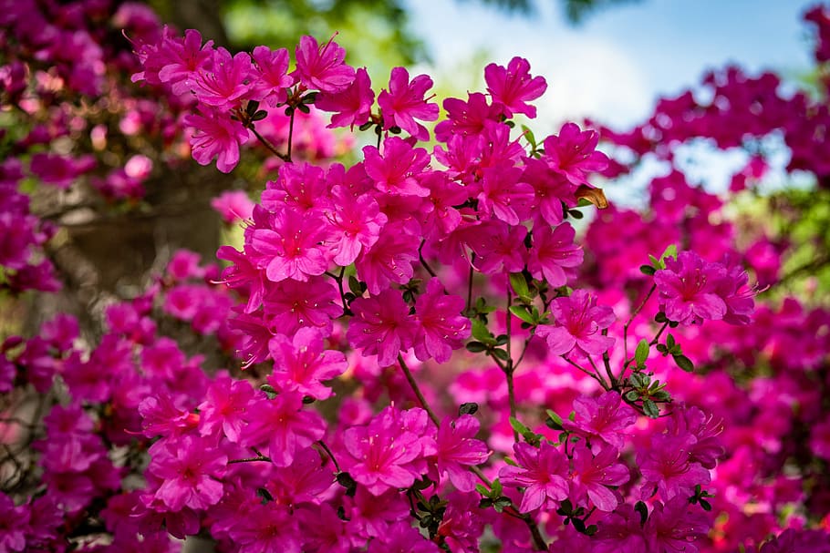 azalea, flower, garden, spring, flowering plant, pink color HD wallpaper