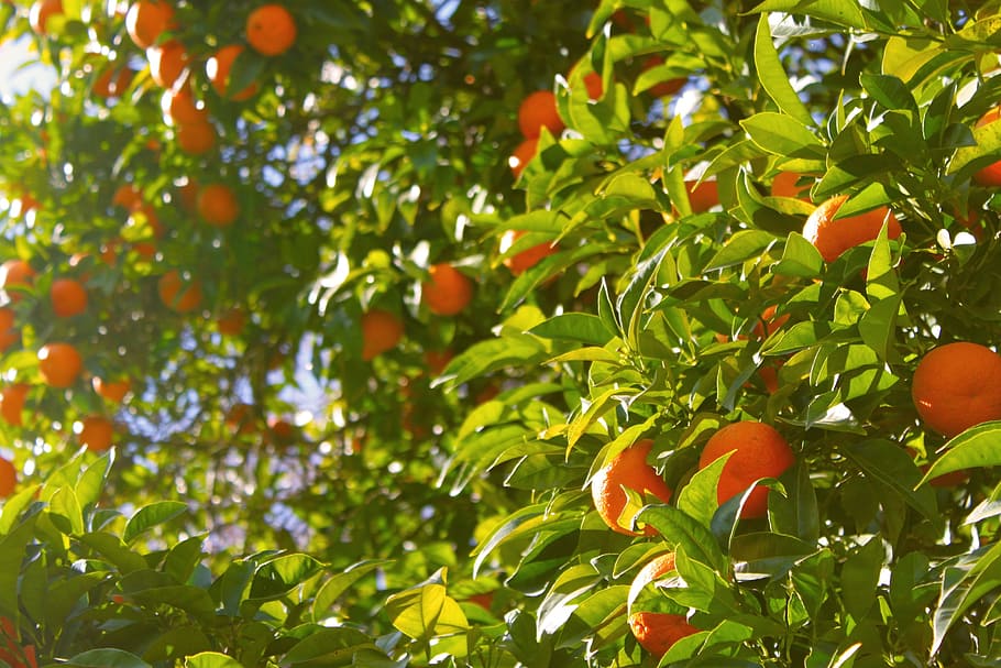kumquat fruits, orange tree, oranges, citrus, food, harvest HD wallpaper