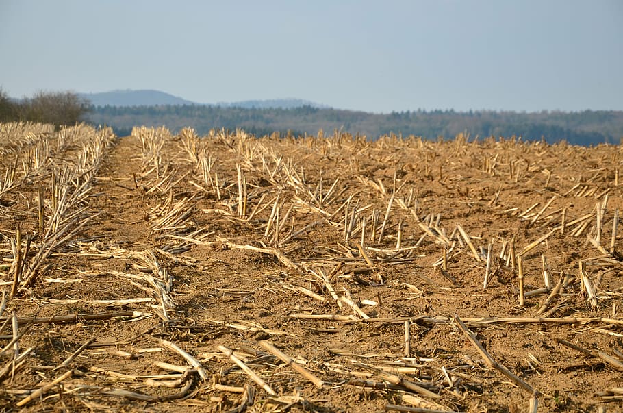 stubble, glean, field, cornfield, harvested, agriculture, rural HD wallpaper