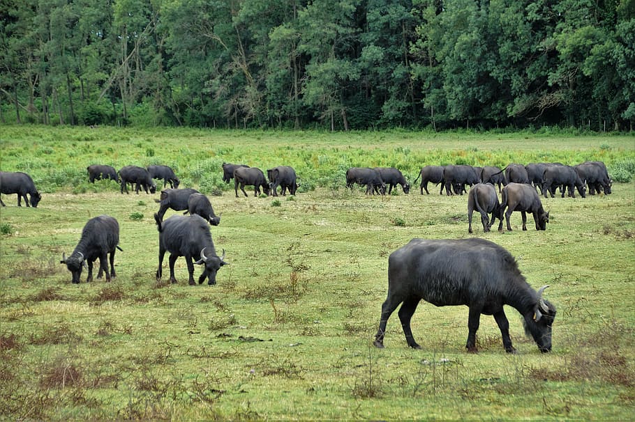 buffalo, herd, puszta, stocker, milk, animal themes, mammal HD wallpaper