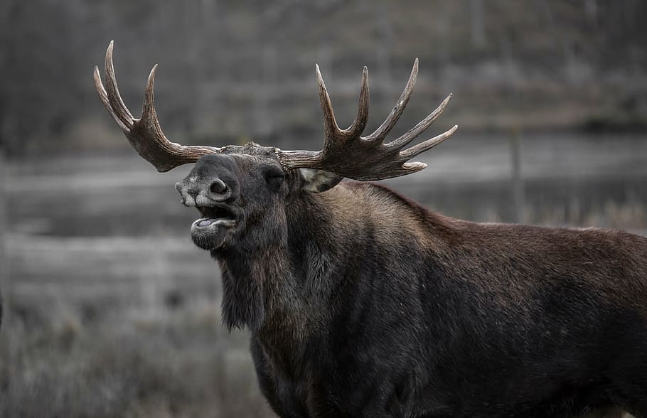 gray Moose during daytime, bull elk, yawns, horned, animal, wildlife, HD wallpaper