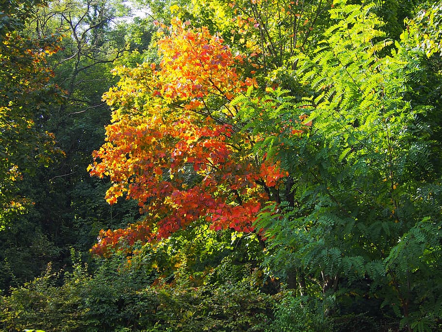 red, green, fall colors, tree, light, plant, growth, beauty in nature HD wallpaper