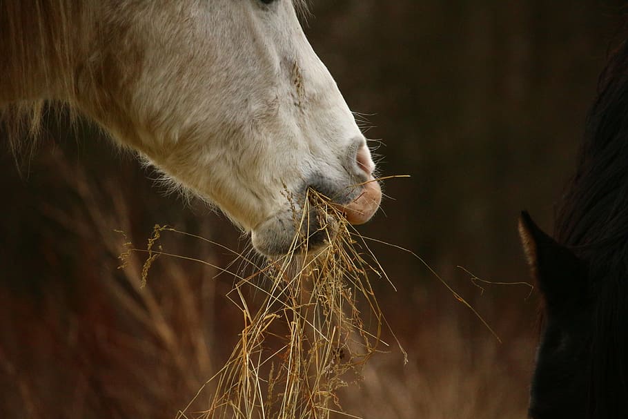 white horse, mold, stallion, hay, thoroughbred arabian, pasture, HD wallpaper
