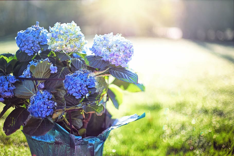 purple petaled flower in vase, hydrangea, blue, flowers, pot HD wallpaper