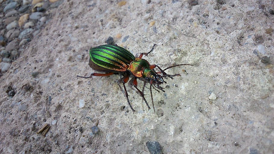 beetle, insect, gleaming, animal themes, animal wildlife, one animal HD wallpaper