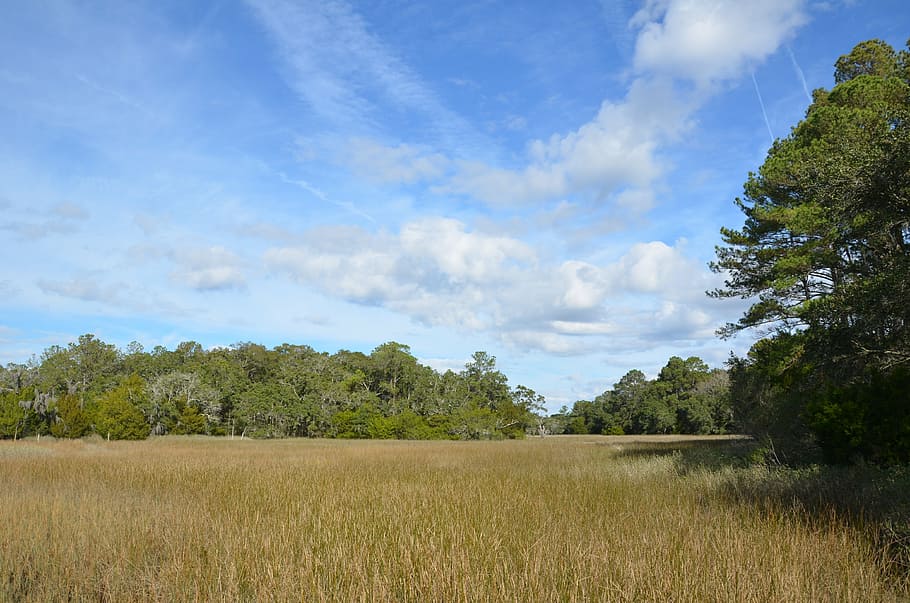 field, park, forest, marsh, coastal, nature, plant, carolina HD wallpaper