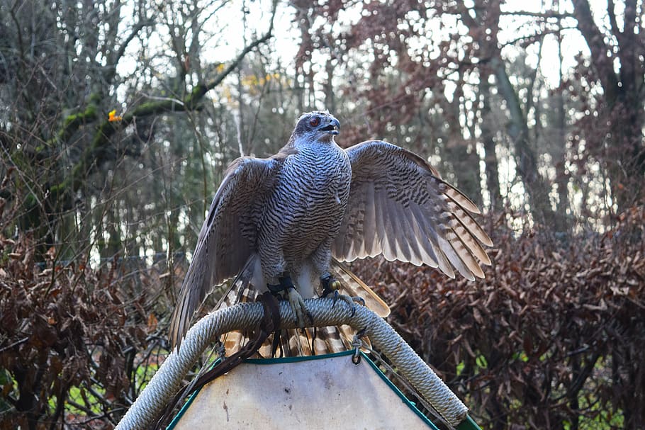 hawk, forest, raptor, animal, animals in the wild, animal themes HD wallpaper