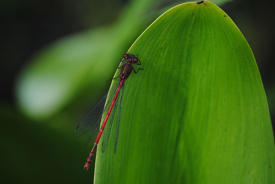 fly, insect, nature, animal, dragonfly, close-up, wildlife HD wallpaper