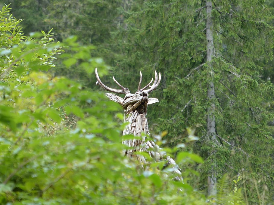 hirsch, forest, meadow, wild, fallow deer, nature, antler, lighting HD wallpaper