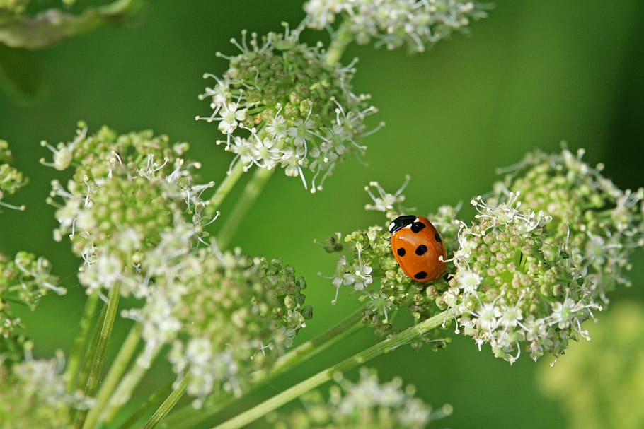 beetle, ladybug, red, insect, lucky charm, nature, close, crawl HD wallpaper