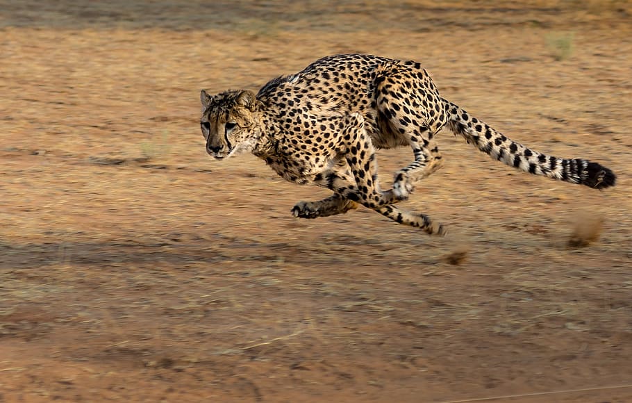 cheetah, africa, namibia, cat, run, hunt, big cat, feline, animal, HD wallpaper
