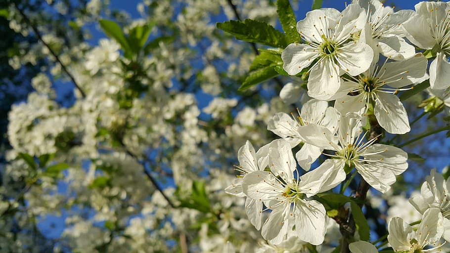 blossom, flower, tree, branch, flora, nature, blooming, springtime HD wallpaper