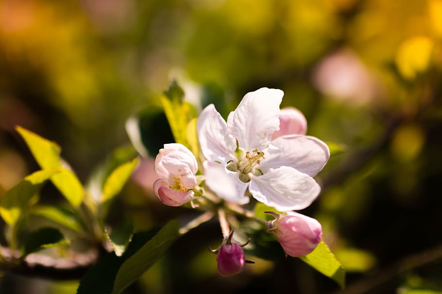 flower, spring, color, nature, white, floral, green, colorful HD wallpaper