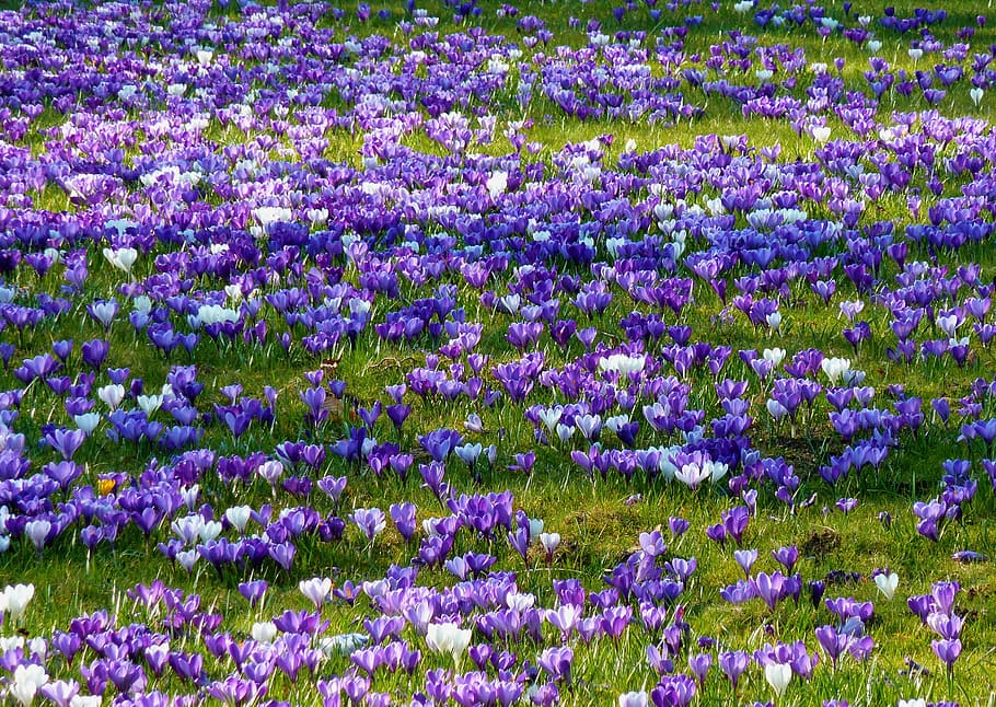 crocus, spring, spring crocus, flower, violet, early bloomer HD wallpaper