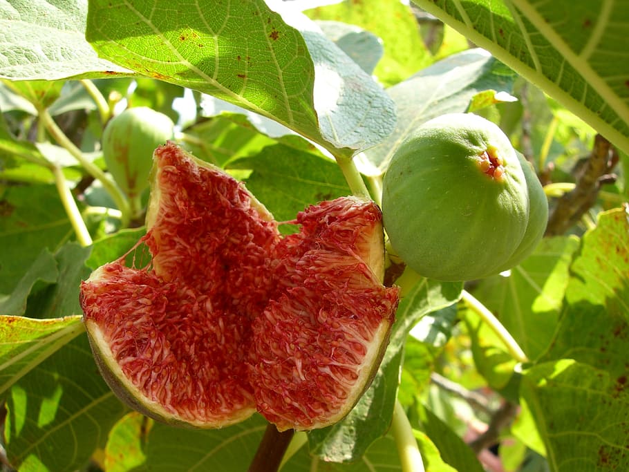 fig, green, ripe, open, fresh, sweet, organic, plant, fruit HD wallpaper