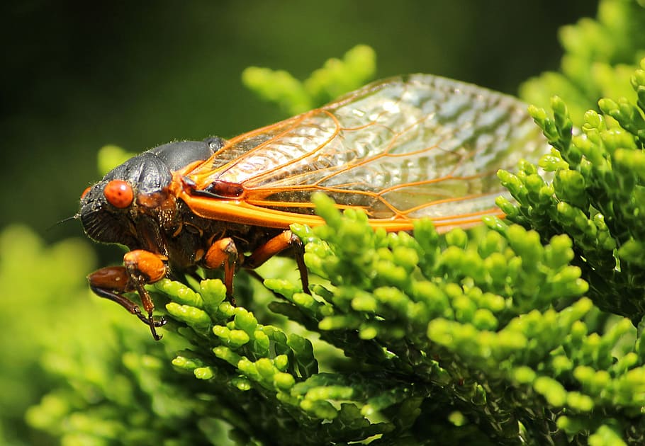cicada, cicadoidea, insect, exoskeleton, molt, bugs, wildlife, HD wallpaper