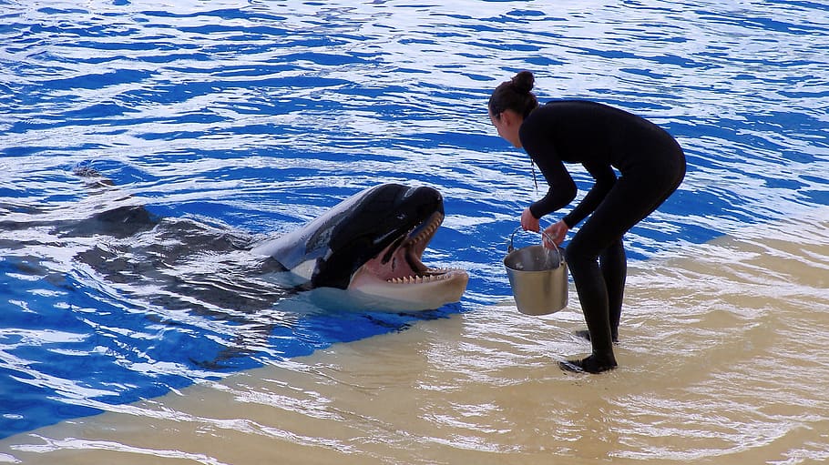 orca, performance, training, water, swimming, people, adult HD wallpaper