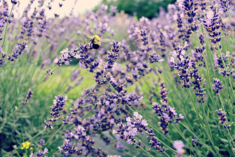 lavender field, bee, flower, purple, insect, floral, garden HD wallpaper