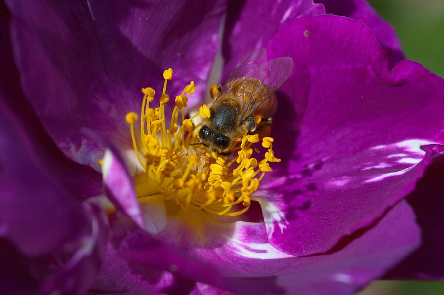 Bee, Flower, Nature, Insect, Summer, pollen, purple, one animal HD wallpaper