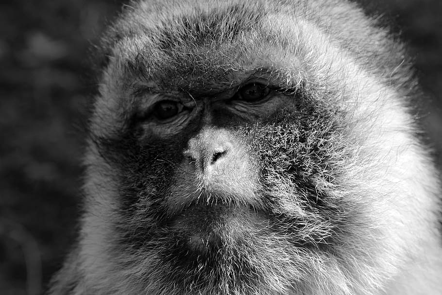 grayscale photography of monkey ], Sad, Zoo, Animal, Primate HD wallpaper