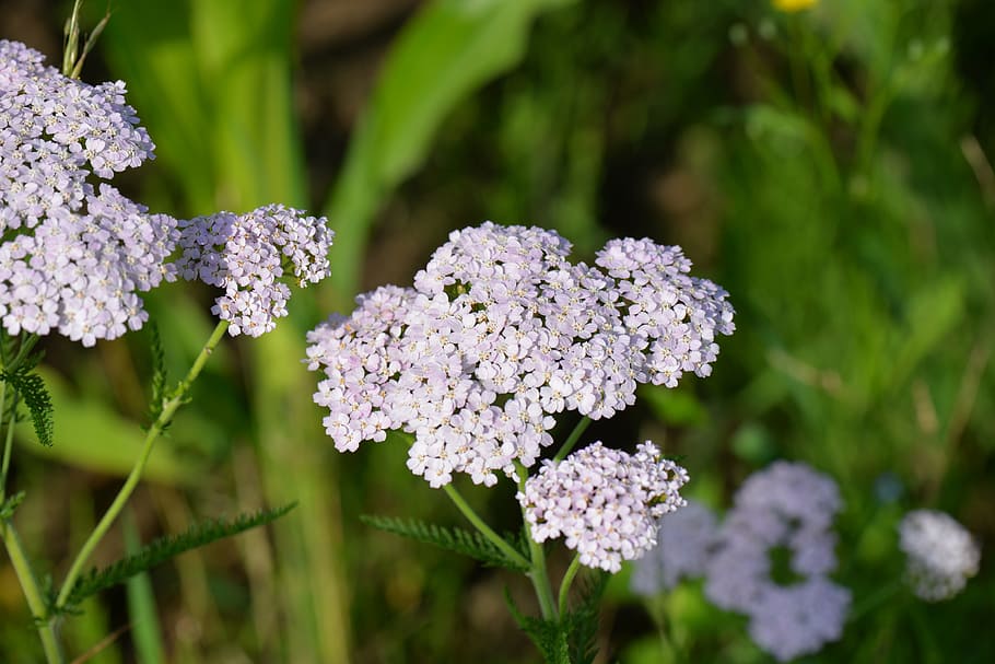 Sharp, Sheaves, Pink, Meadow, Summer, sharp sheaves, flower HD wallpaper
