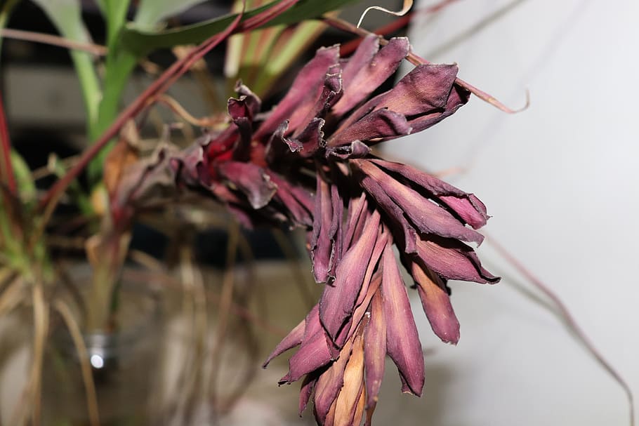 plant, inside, purple, close-up, vulnerability, flowering plant HD wallpaper