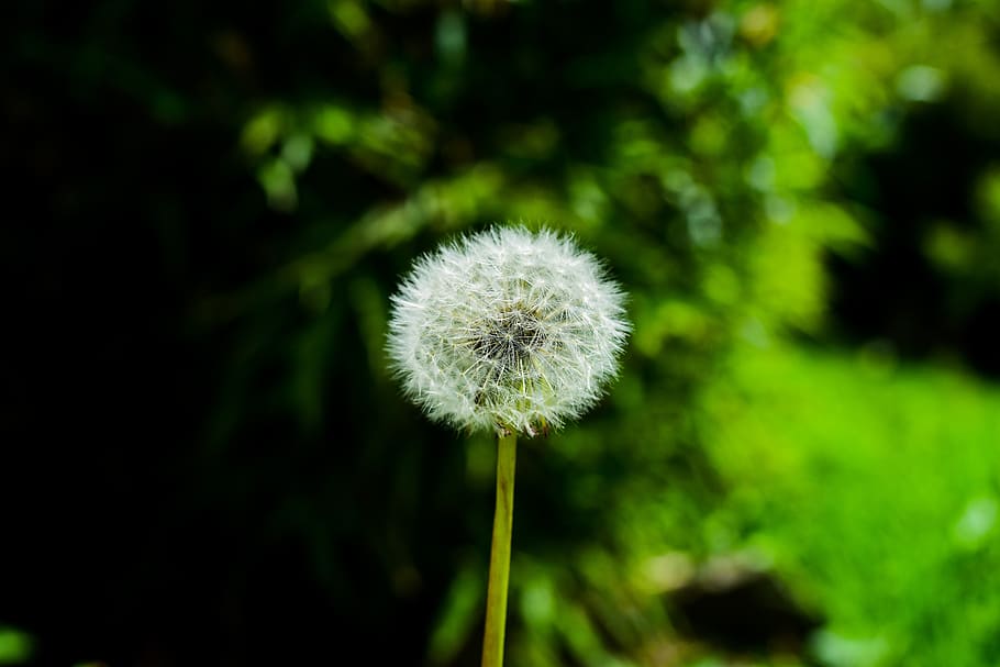 dandelion, nature, foreground, freshness, plant, fragility HD wallpaper