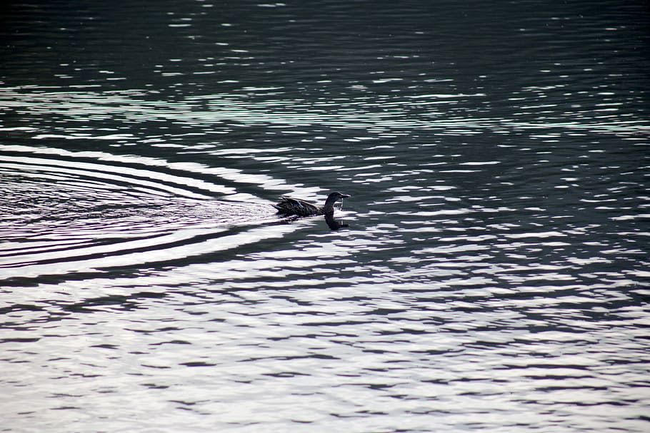 gray duck on body of water during day time, birds, black, ducks HD wallpaper