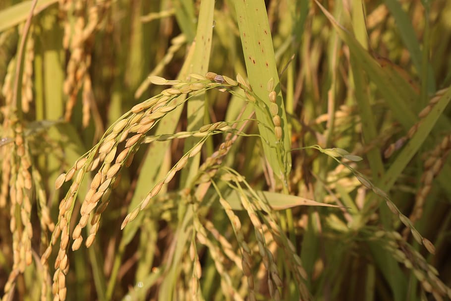 rice, country, vietnam, silk, the countryside, field, agriculture, HD wallpaper