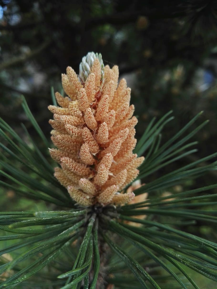 fir, summer, tree, pine cones, tannenzweig, green, plant, growth HD wallpaper