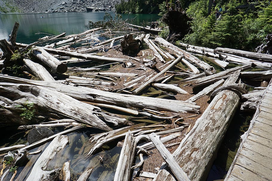 wood, logs, fallen, cut, timber, trunk, wood - Material, nature HD wallpaper