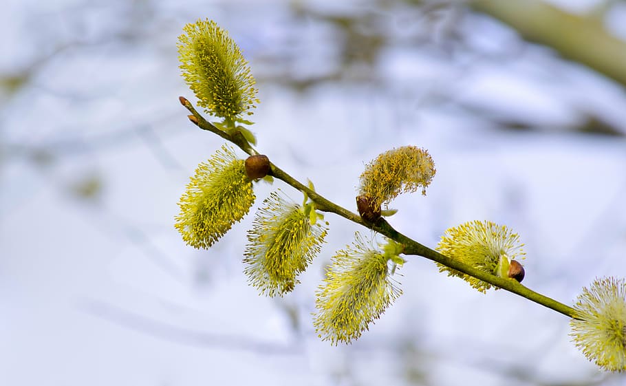 spring, tree, willow, branch, flower, green, nature, background HD wallpaper