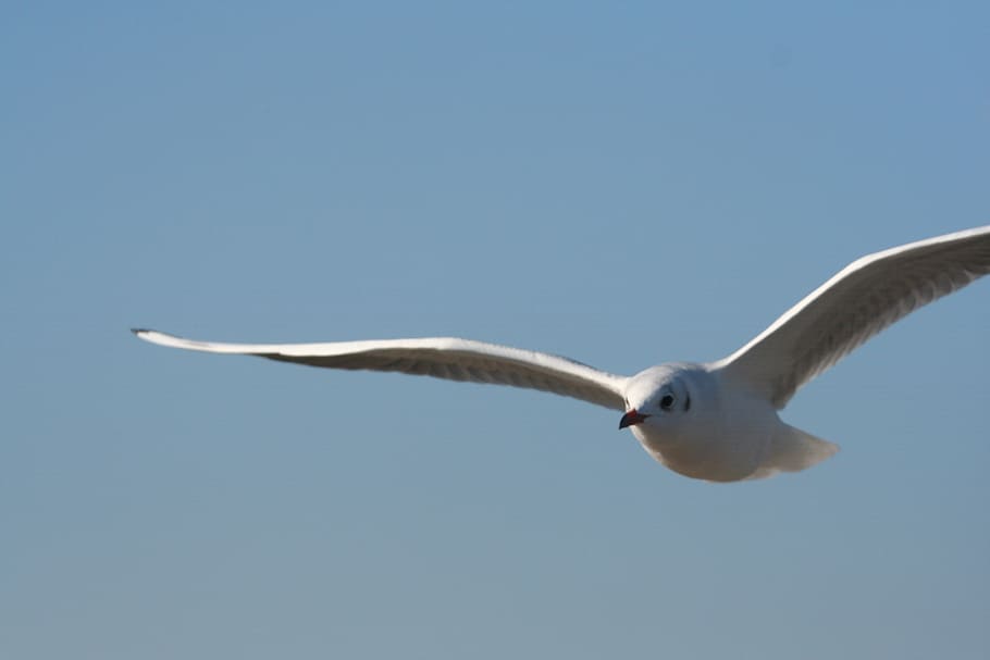 sky, gull, bird, coast, wing, bird flight, birds, blue sky HD wallpaper