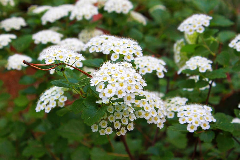 flowers, plants, nature, landscape, white flower, flowering plant HD wallpaper