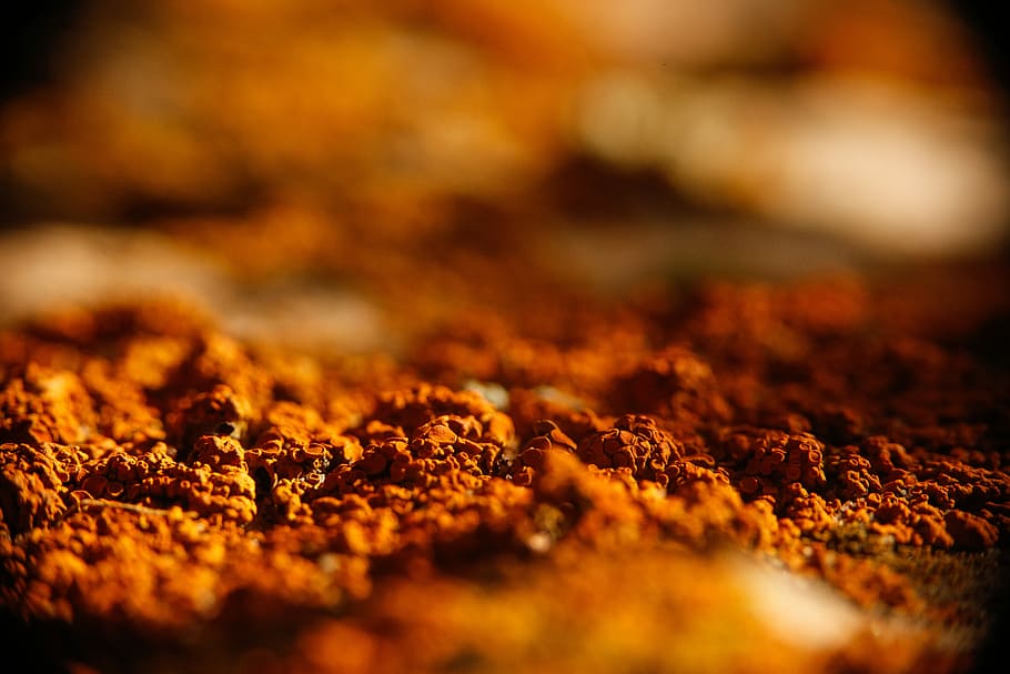 tilt shift photography of brown soil, shallow focus photography of brown soils HD wallpaper