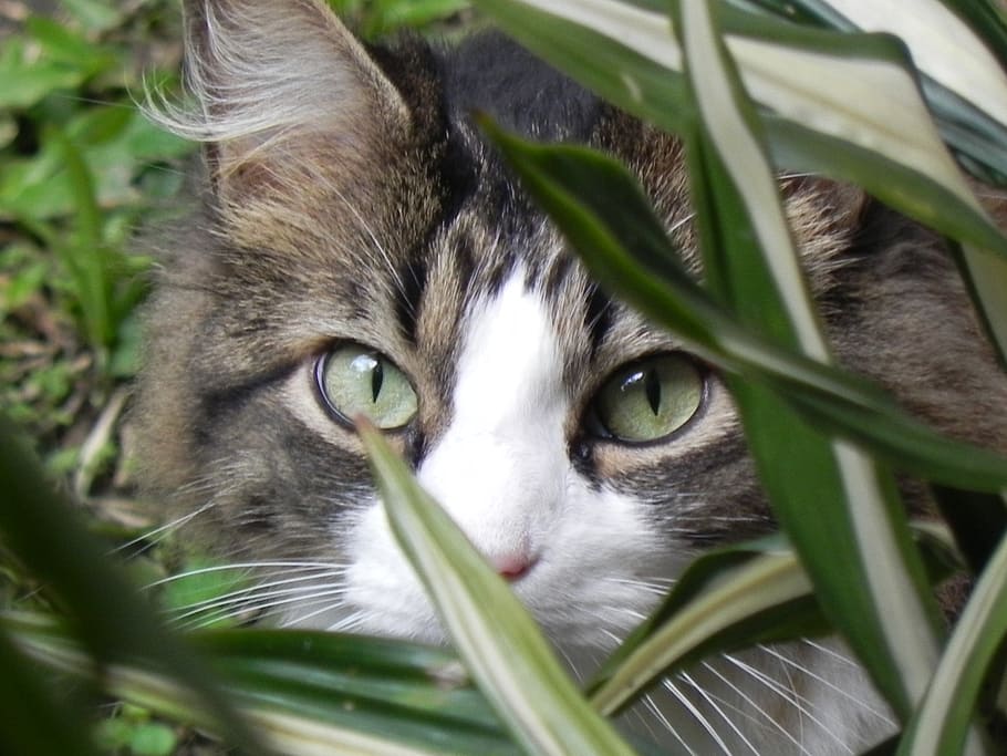 animals, face, cat, domestic Cat, pets, cute, grass, outdoors HD wallpaper