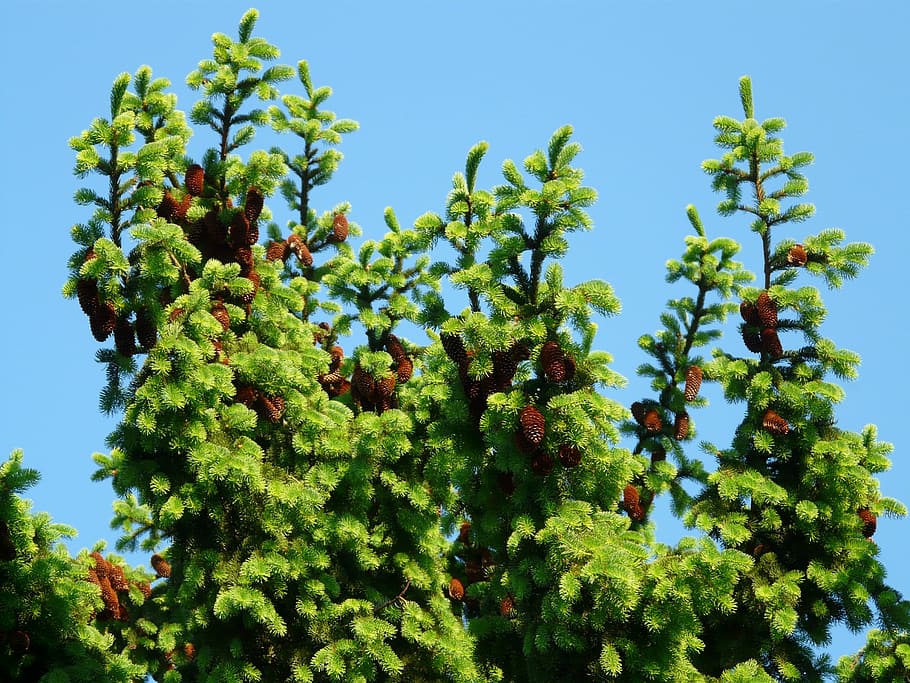 Pine Cones, Tap, Tree, Conifer, common spruce, picea abies HD wallpaper