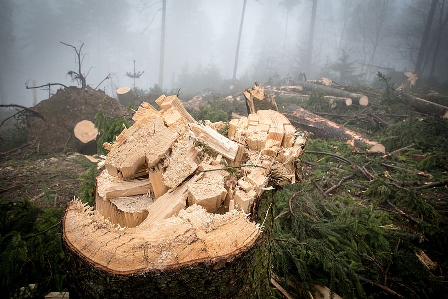 log, wood, forest, nature, tree trunks, forestry, trees, storm wood HD wallpaper