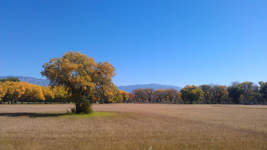 field in fall, albuquerque, open, space, nature, autumn, tree, HD wallpaper