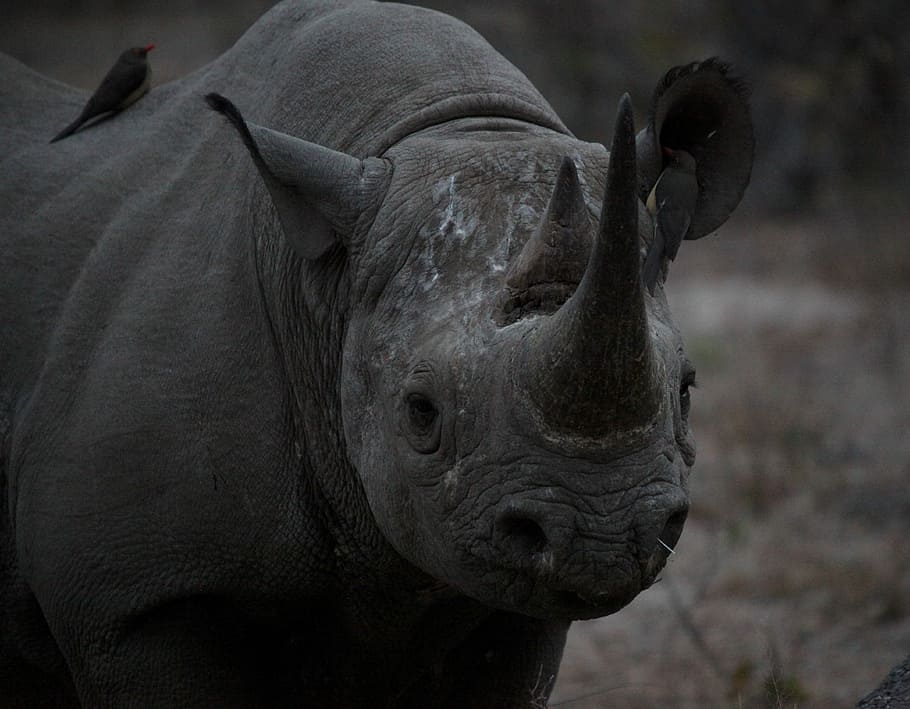 A portrait of a black rhino, gray rhinoceros on field m, animal, HD wallpaper