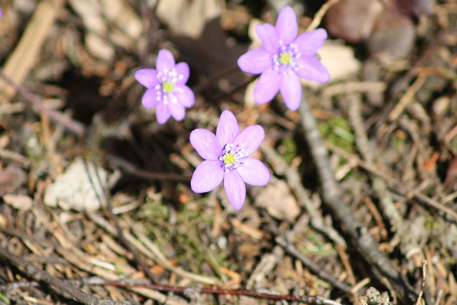 hepatica, flower, spring, flowering plant, freshness, fragility HD wallpaper