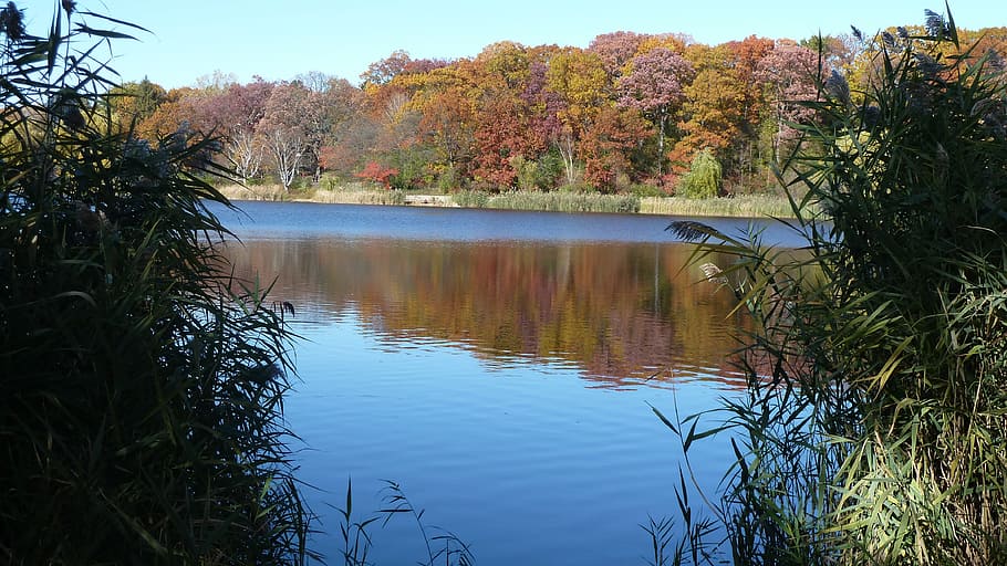 Leaves, Fall Colors, Autumn, foliage, seasonal, pond, nature HD wallpaper