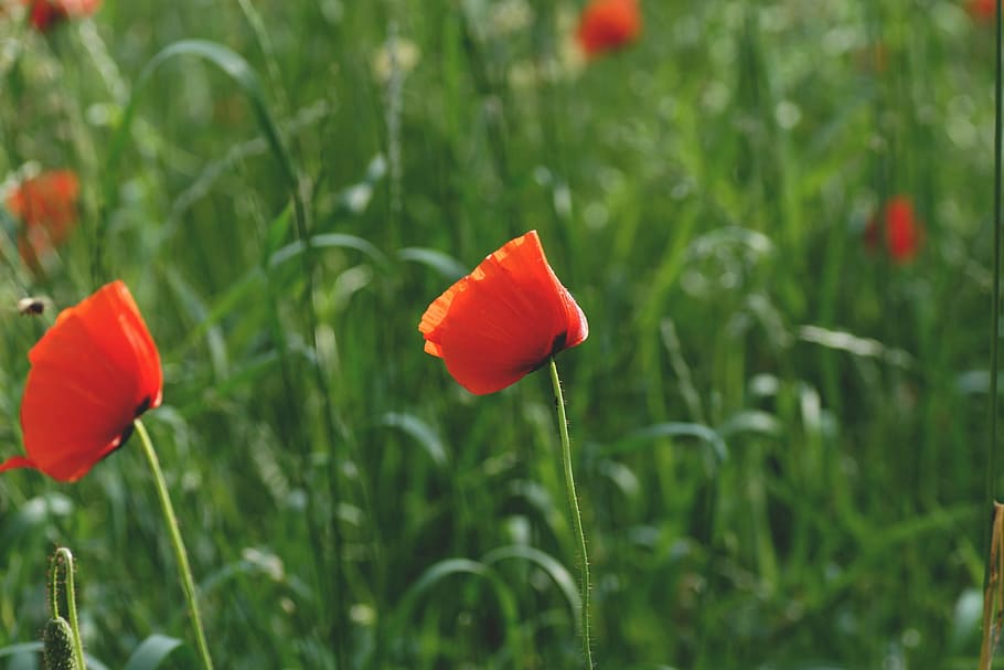 field, flowers, grass, petals, beautiful, bloom, blooming, blur HD wallpaper