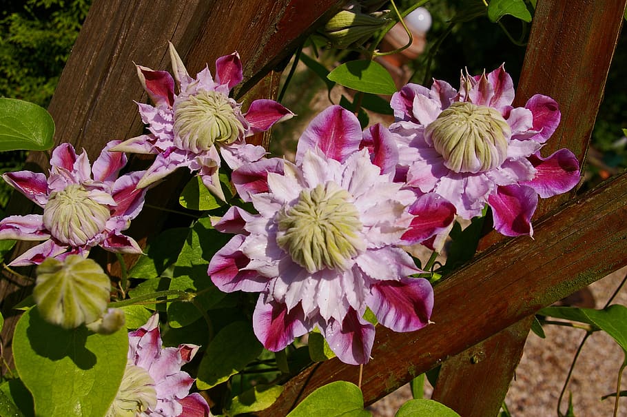 clematis, bloom, flower, pink, ornamental plant, beautiful HD wallpaper