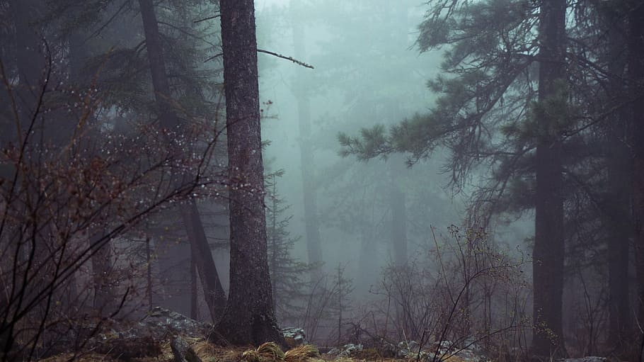 green leafed trees and fog, forest, mystic, misty, atmospheric HD wallpaper