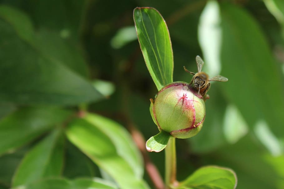 bee, honey bee, macro, insect, nature, flower, peony, bug, flying HD wallpaper
