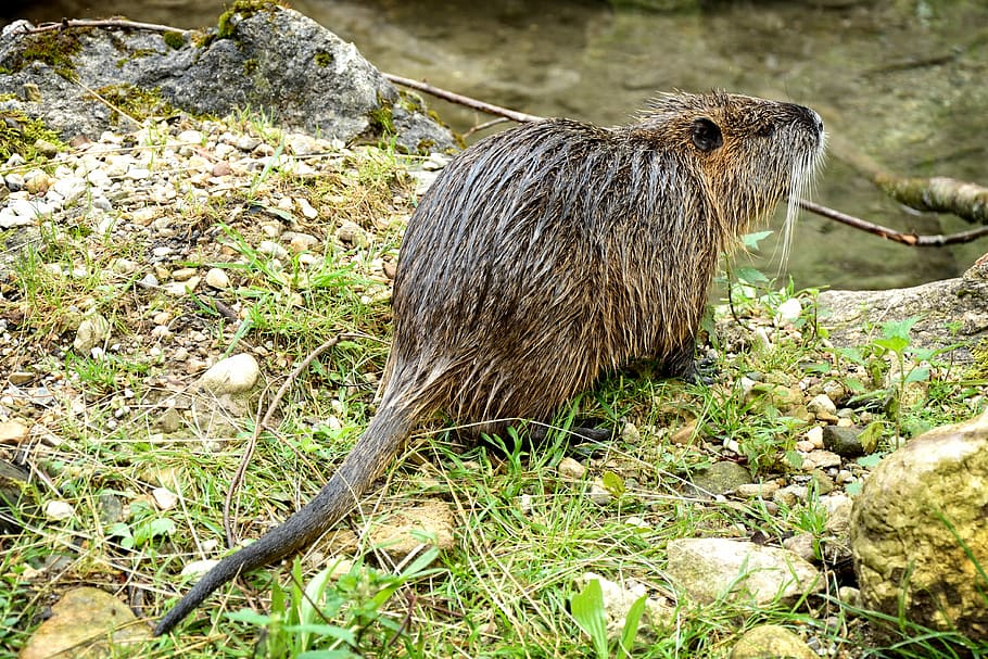 beaver, coypu, nutria, rodent, wild animal, water, waters, creature HD wallpaper